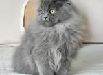 Gizmo - Persian Kitten For Sale - Tallahassee, FL, US