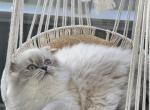 Ava - Scottish Fold Kitten For Sale - 