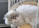 Ava - Scottish Fold Kitten For Sale - Tallahassee, FL, US