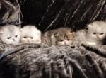 CFA Registered Silvers & BiColor - Persian Kitten For Sale - 