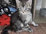 Onyx male - Maine Coon Kitten For Sale - 