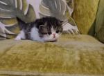 Beautiful Golden & White BiColor - Persian Kitten For Sale - 