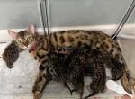 Bengal Kittens - Bengal Kitten For Sale - Fort Pierce, FL, US