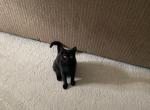 Petunia - Domestic Kitten For Adoption - Owings Mills, MD, US