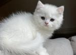 Teddy - British Shorthair Kitten For Sale - 