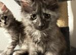 Cleo - Maine Coon Cat For Sale - Los Angeles, CA, US