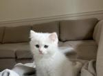 Cleo - British Shorthair Kitten For Sale - 