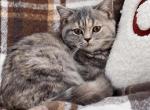 Blue torbie Scottish Straight girl - Scottish Straight Kitten For Sale - Spokane, WA, US