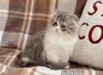 Blue bicolor Highland Fold boy - Scottish Fold Kitten For Sale - Spokane, WA, US