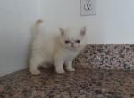 Persian Male White Kitten - Persian Kitten For Sale - Brooklyn, NY, US