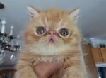 Exotic Shorthair Male Red Kitten - Exotic Kitten For Sale - Brooklyn, NY, US