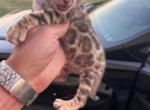 Marcus - Bengal Kitten For Sale - Dallas, TX, US