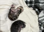 charcoal rosetted female named Boo - Bengal Kitten For Sale - 