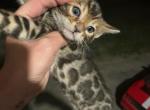 Max - Bengal Kitten For Sale - 