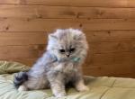 Patrick - Persian Kitten For Sale - 