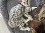 Storm - Bengal Kitten For Sale - Brooksville, FL, US