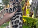 Cole - Bengal Kitten For Sale - 