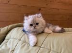 Bobby - Persian Kitten For Sale - 