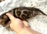 gorgeous brown pancake rosetted bengal - Bengal Kitten For Sale - 