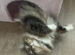 Wilhelmina - Siberian Kitten For Sale - 