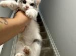 Calico maine coons - Maine Coon Kitten For Sale - 