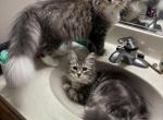 Randall - Siberian Kitten For Sale - 