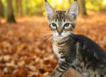 CHIPMUNK SUPER CUTE CARACAT BOY - Savannah Kitten For Sale - NY, US