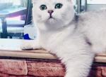 Xander Silver Chinchilla British Shorthair boy - British Shorthair Kitten For Sale - NY, US