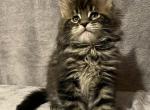 Black Tabby Girl - Maine Coon Kitten For Sale - 