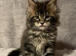 Black Tabby Girl - Maine Coon Kitten For Sale - Bryn Athyn, PA, US