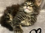 Black Tabby Boy - Maine Coon Kitten For Sale - 