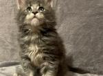 Blue Tabby Boy - Maine Coon Kitten For Sale - Bryn Athyn, PA, US