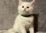 White Boy green - Maine Coon Kitten For Sale - 