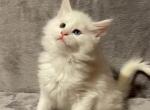 White Boy Yellow - Maine Coon Kitten For Sale - Bryn Athyn, PA, US