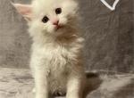 White Boy - Maine Coon Kitten For Sale - Bryn Athyn, PA, US