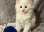 White Boy Blue - Maine Coon Kitten For Sale - Bryn Athyn, PA, US