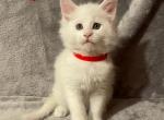 White Boy Red - Maine Coon Kitten For Sale - Bryn Athyn, PA, US