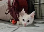 Litter Juliet - Exotic Kitten For Sale - NY, US