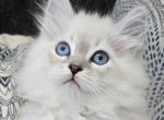 Diamond - Siberian Kitten For Sale - Arnold, MO, US