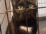 Domestic  Short Hair - Domestic Cat For Adoption - 