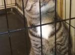 Short Hair Domestic Rescue - Domestic Cat For Adoption - Dunn, NC, US