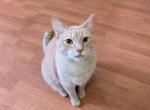 Alfredo - Domestic Cat For Adoption - Lexington, KY, US