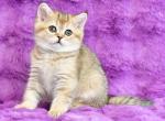 Rumma - Scottish Straight Kitten For Sale - NY, US