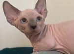 Blue solid bambino male cat for sale - Bambino Kitten For Sale - 