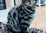 King Yoshi Stud Service - Bengal Cat For Sale/Service - IL, US