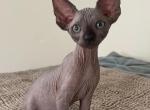 Sphynx Black solid - Sphynx Kitten For Sale - Miami, FL, US