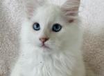 Male J - Maine Coon Kitten For Sale - New York, NY, US