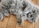 Gaston Gray  blue persian - Persian Kitten For Sale - Yonkers, NY, US