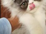 Beast  RESERVED - Persian Kitten For Sale - Yonkers, NY, US