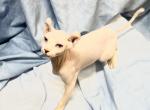 Elf - Sphynx Kitten For Sale - Johnson City, TN, US